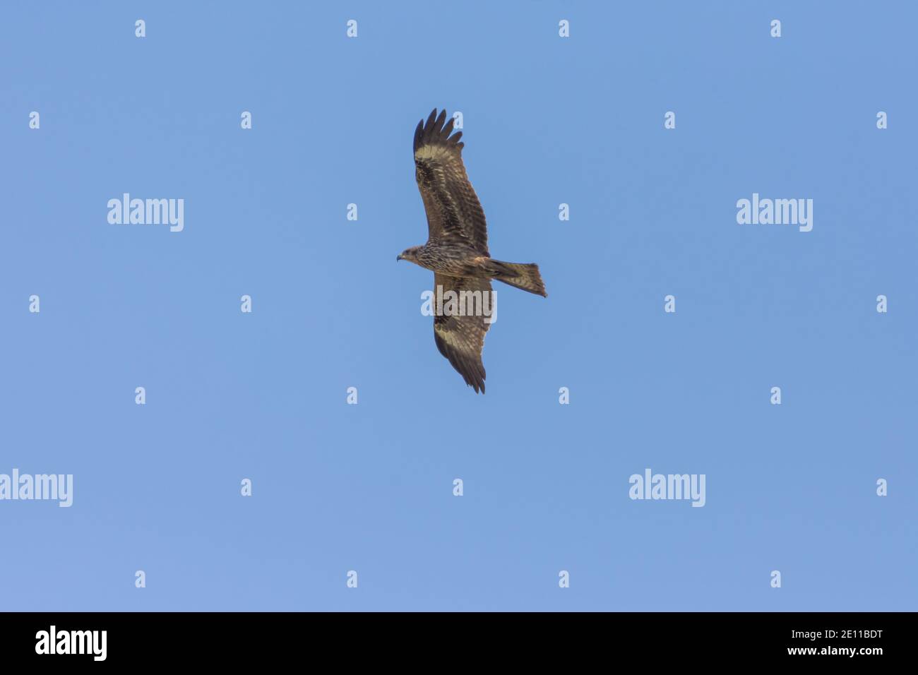 Schwarzmilan Stockfoto