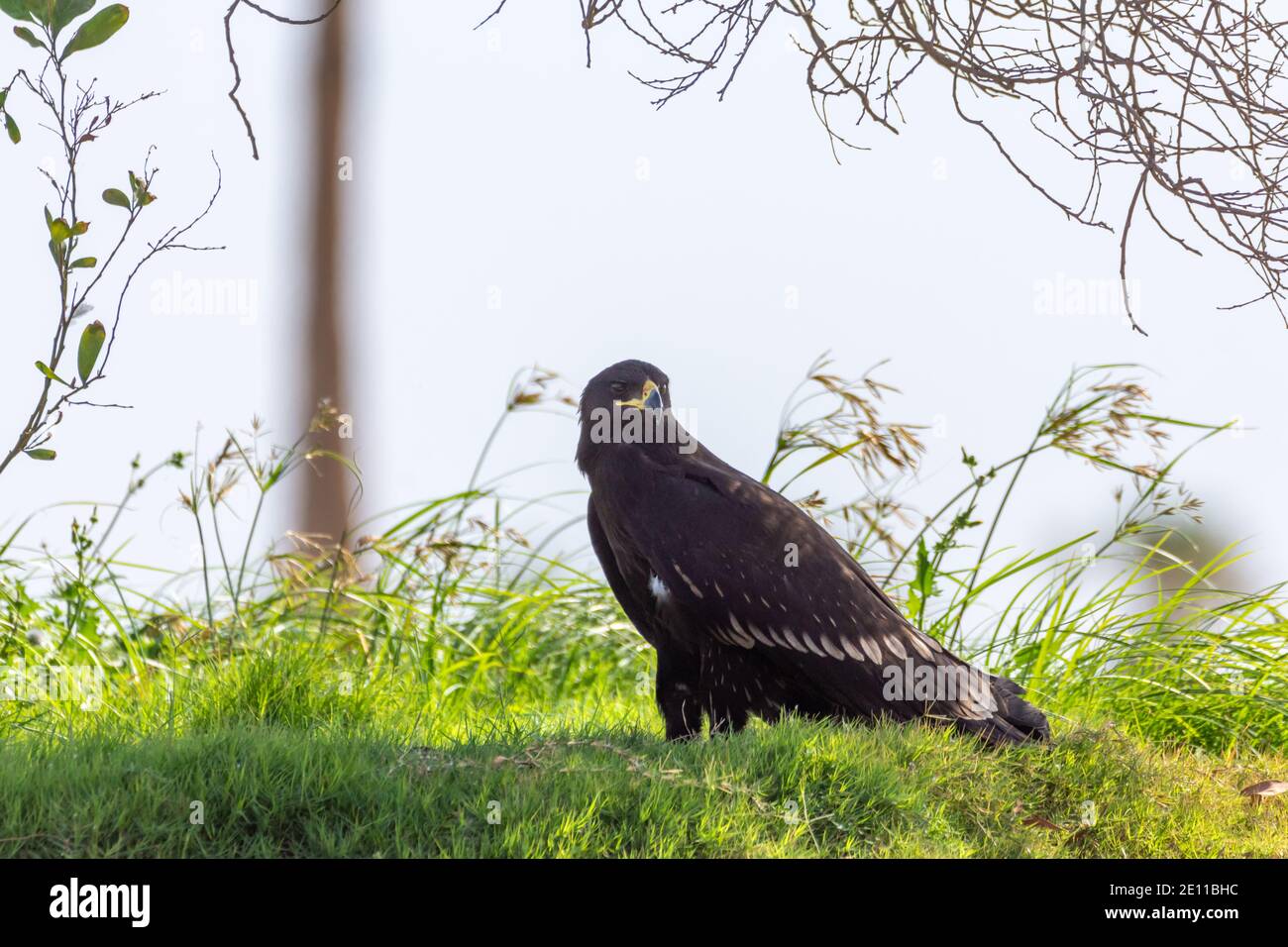 Schelladler (Clanga clanga) Stockfoto