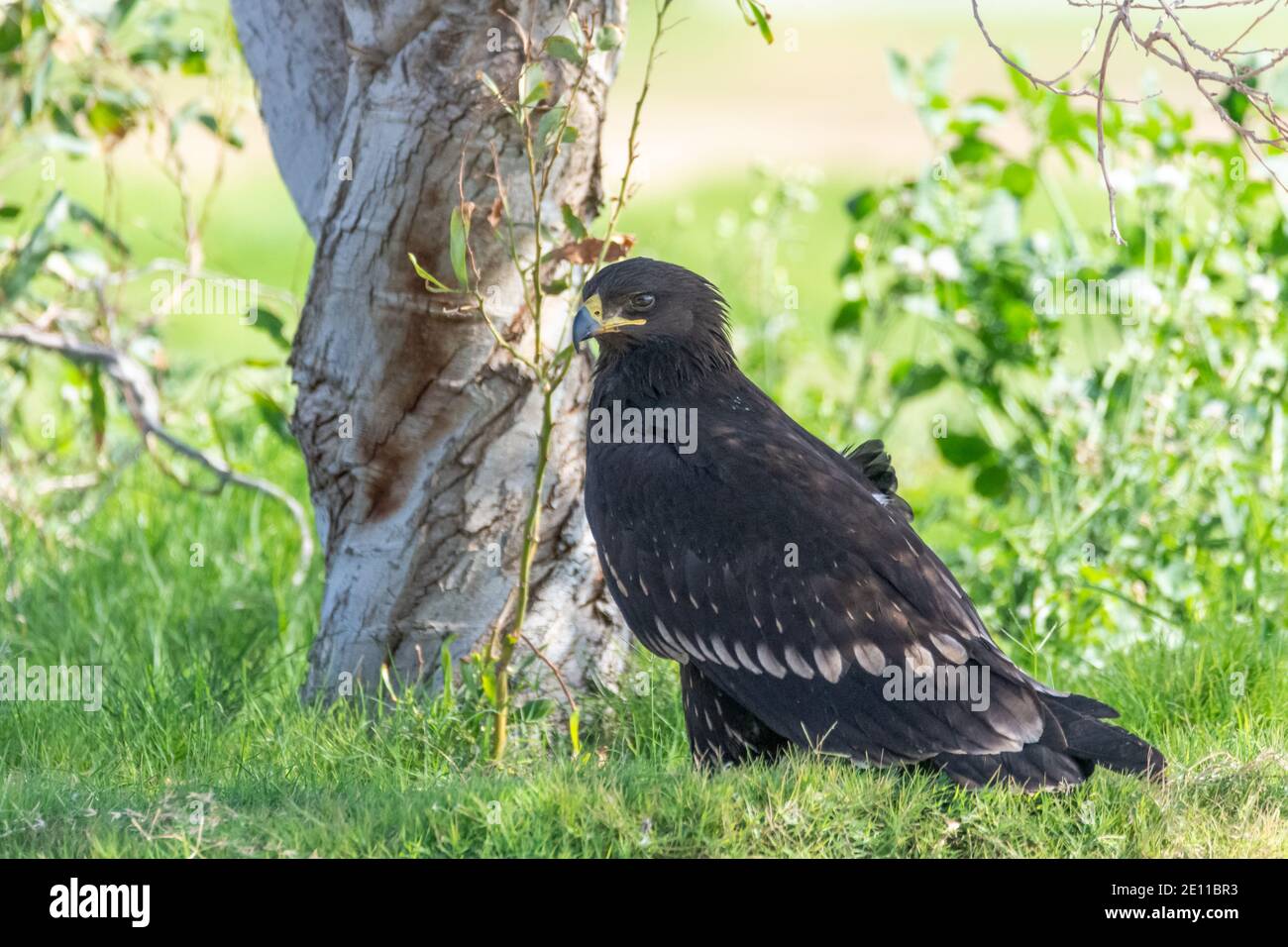 Schelladler (Clanga clanga) Stockfoto