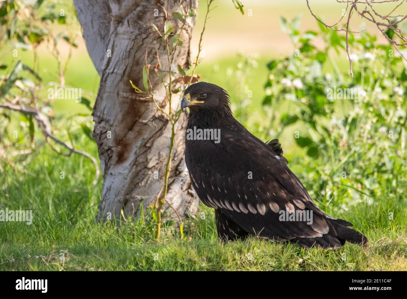 Schelladler (Clanga clanga) Stockfoto
