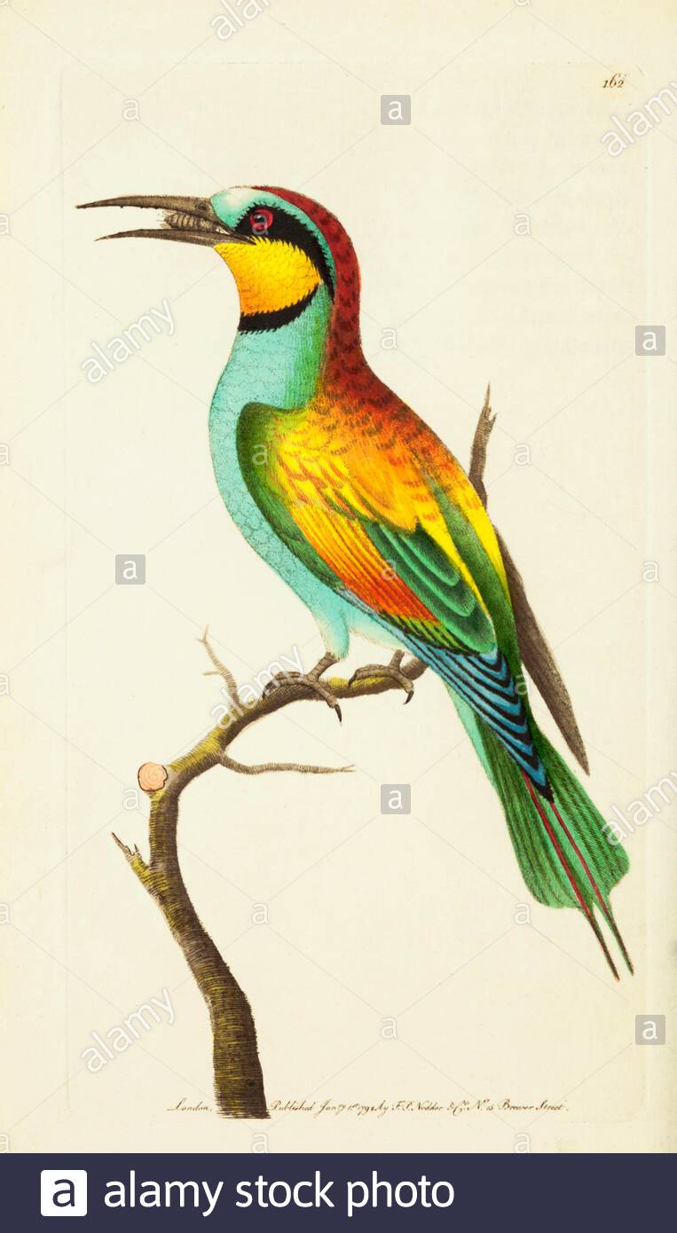 European Bee-Eater (Merops apiaster), Vintage Illustration veröffentlicht in der Naturalist's Miscellany von 1789 Stockfoto