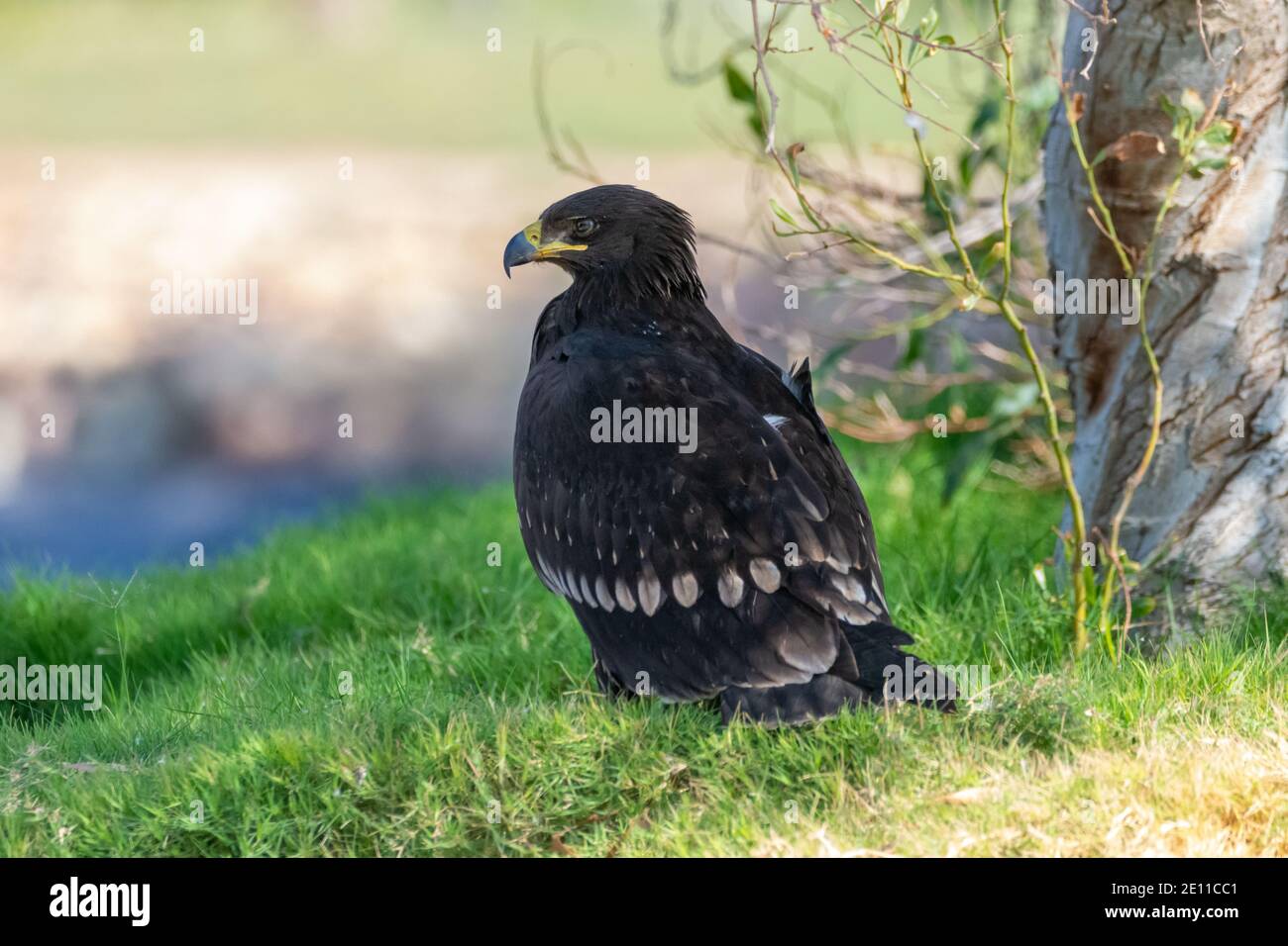Schelladler (Clanga clanga) Stockfoto
