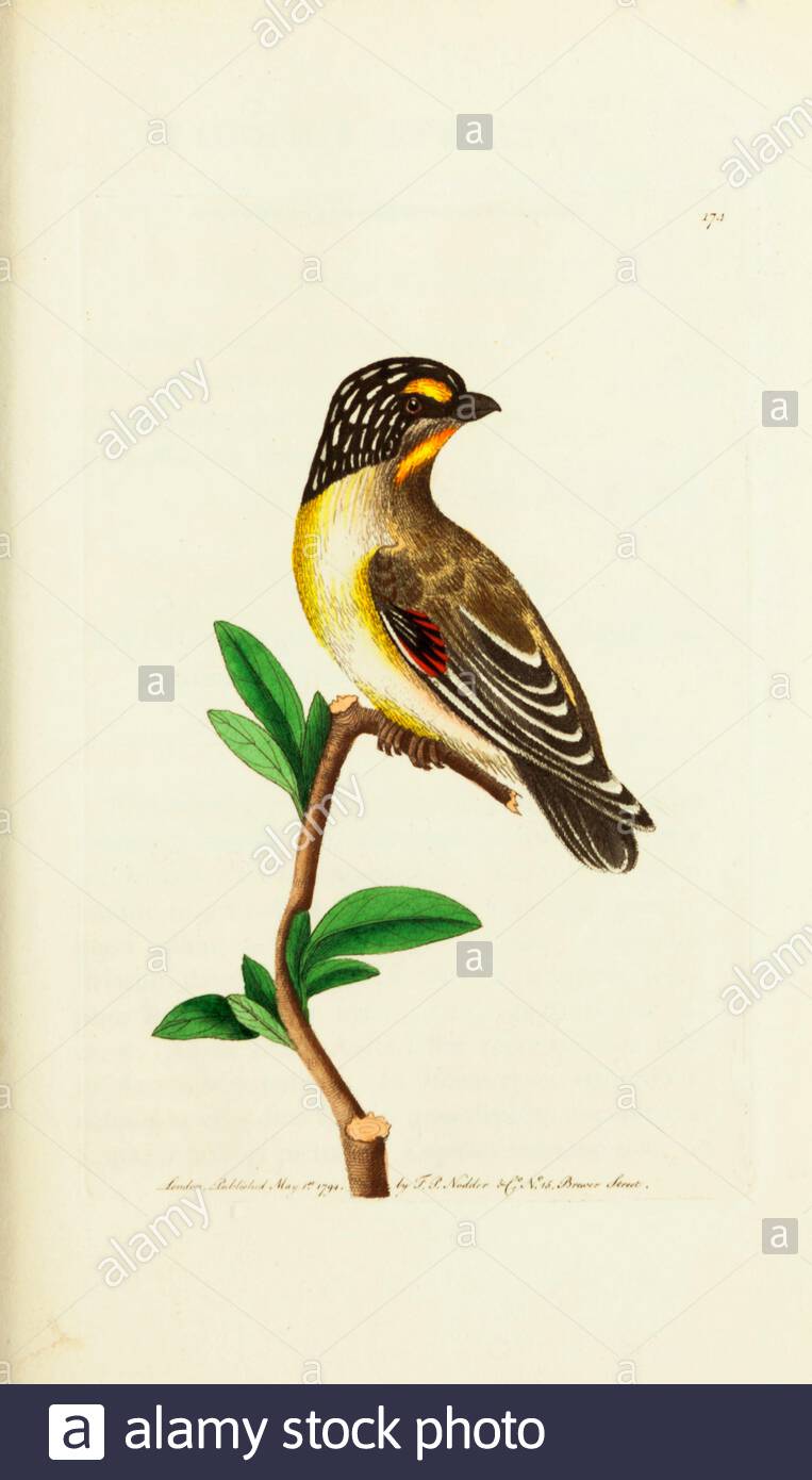 Gestreift Pardalote (Pardalotus striatus), Vintage-Illustration veröffentlicht in der Naturalist's Miscellany von 1789 Stockfoto