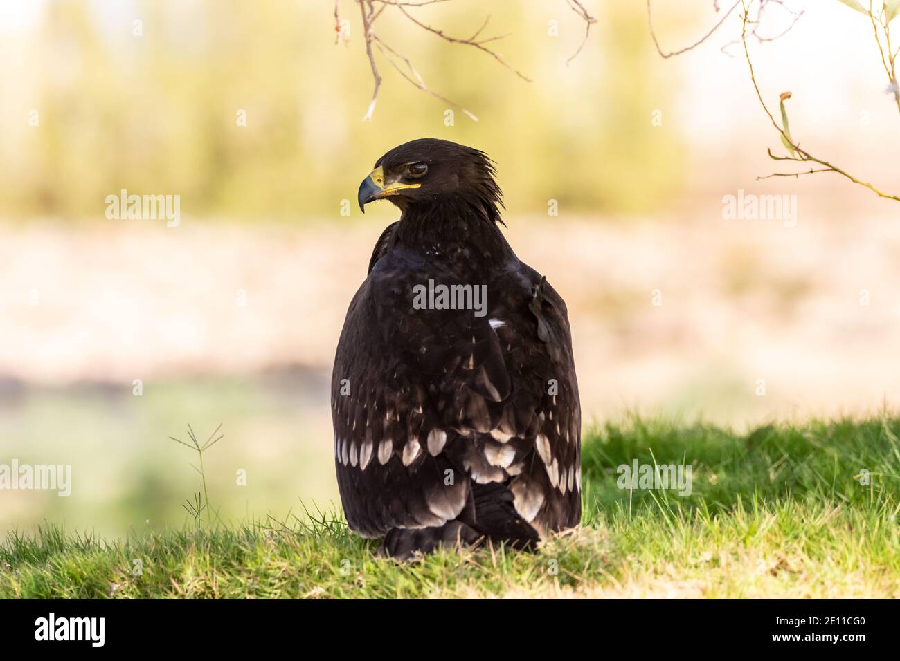 Schelladler (Clanga clanga) Stockfoto