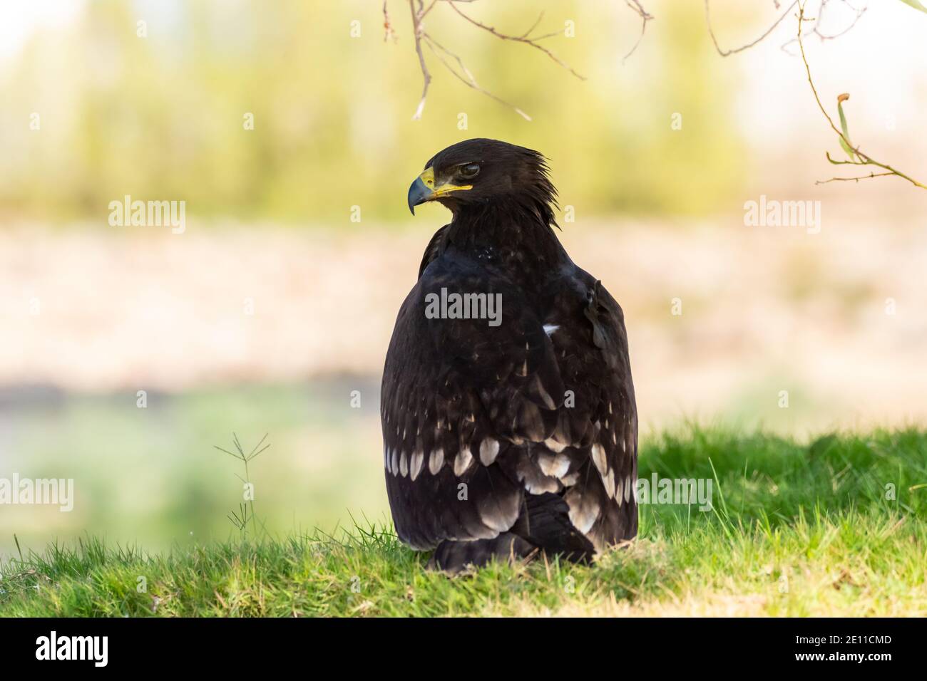 Schelladler (Clanga clanga) Stockfoto