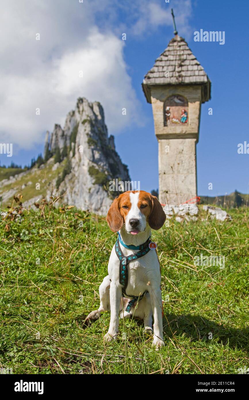 Beagle Auf Dem Riedereck Sattel Vor Dem Gipfel Von Plankenstein Stockfoto