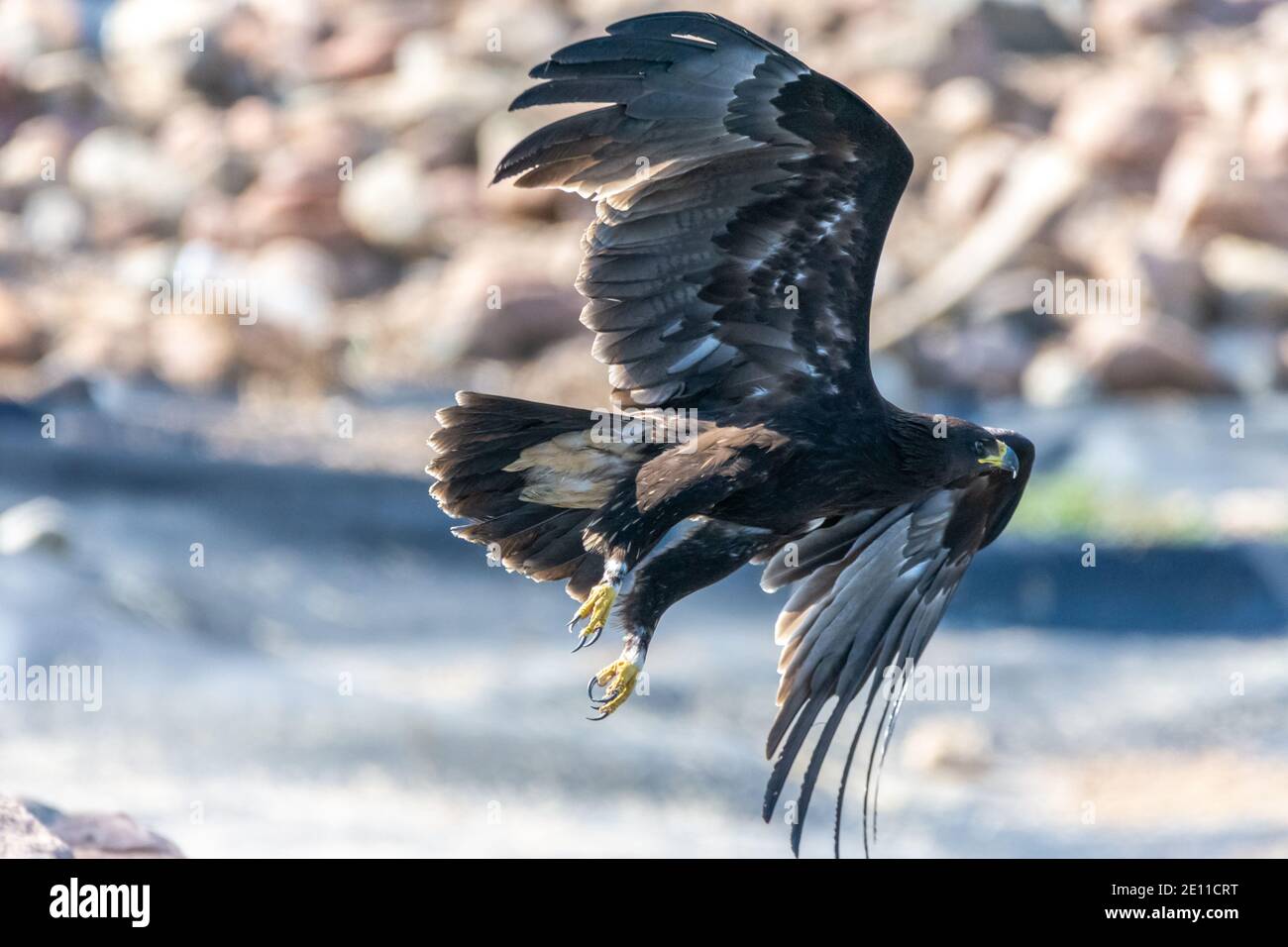 Schelladler (Clanga clanga) Stockfoto