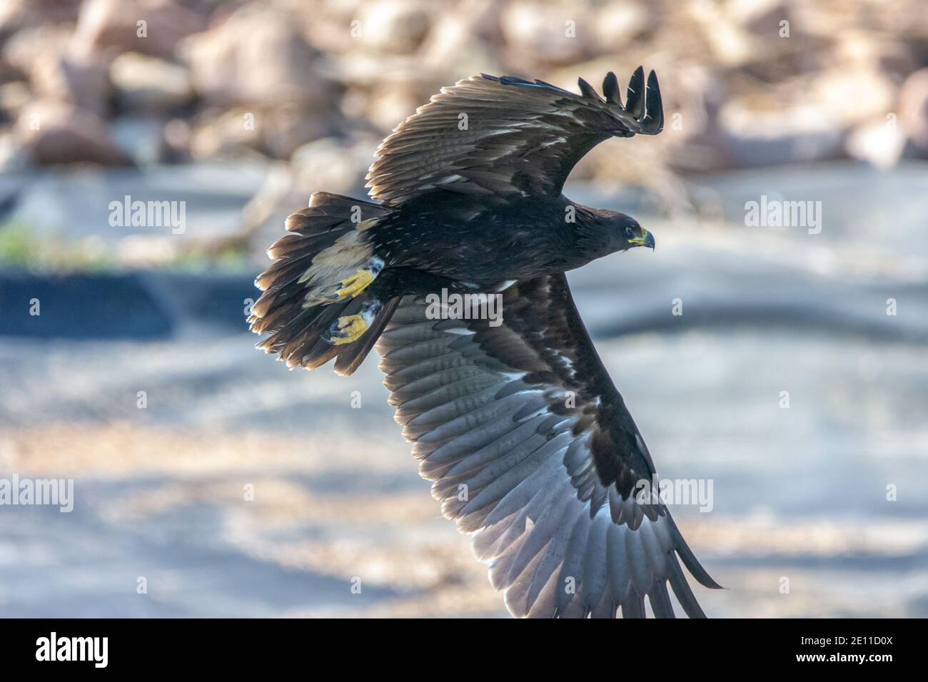 Schelladler (Clanga clanga) Stockfoto