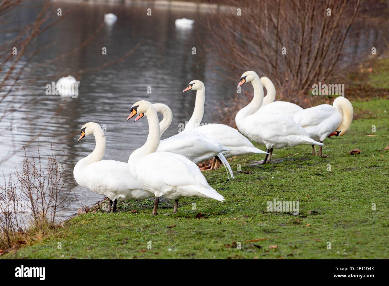 Gruppe von Schwanen, die am Ufer eines Sees in einem Park im Freien ruhen Stockfoto