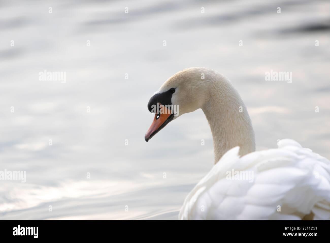 Weißer Schwan schwimmend im See in einem Park, Kopf erschossen Stockfoto