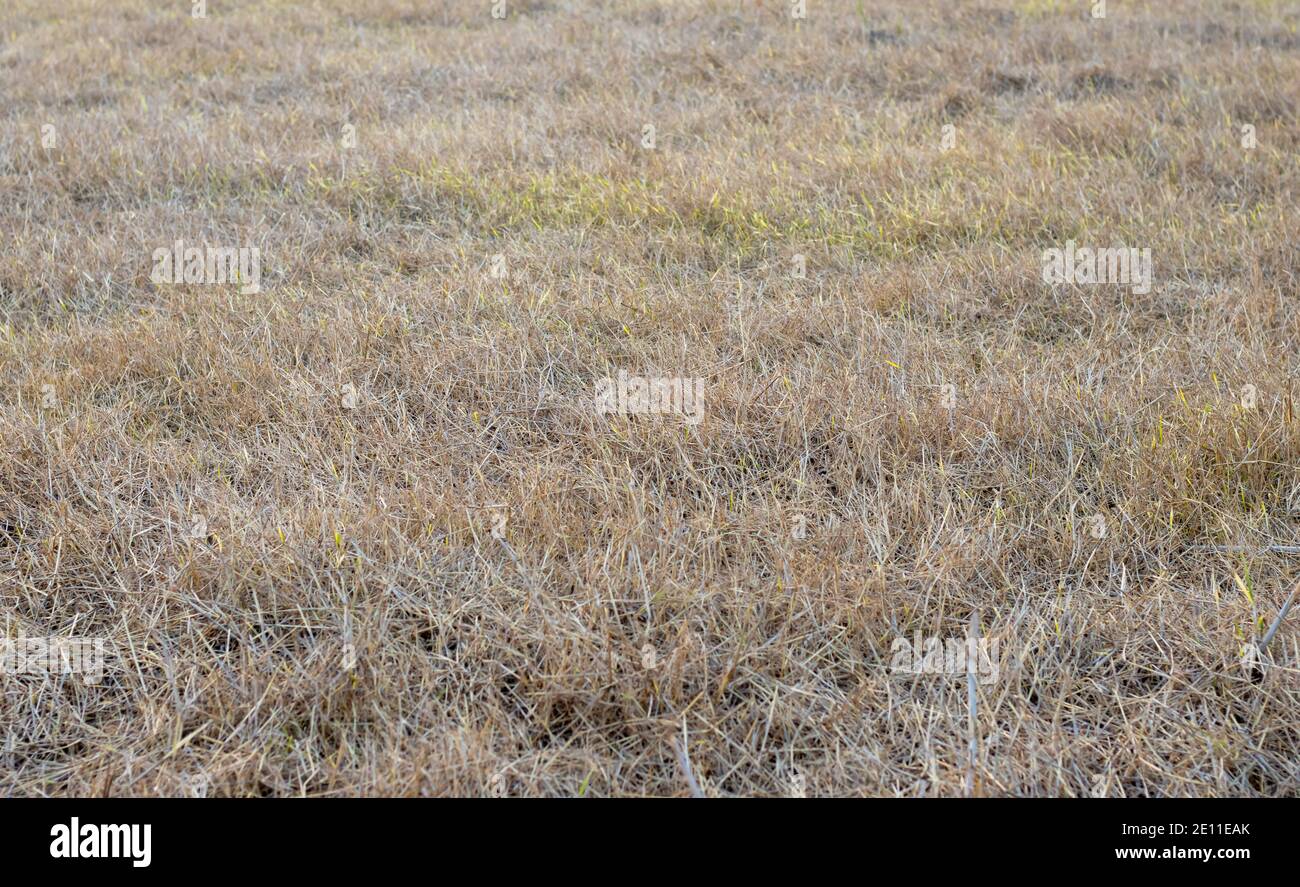 Neue Zweige aus den getrockneten alten Gräsern in A wachsen Ein Stockfoto