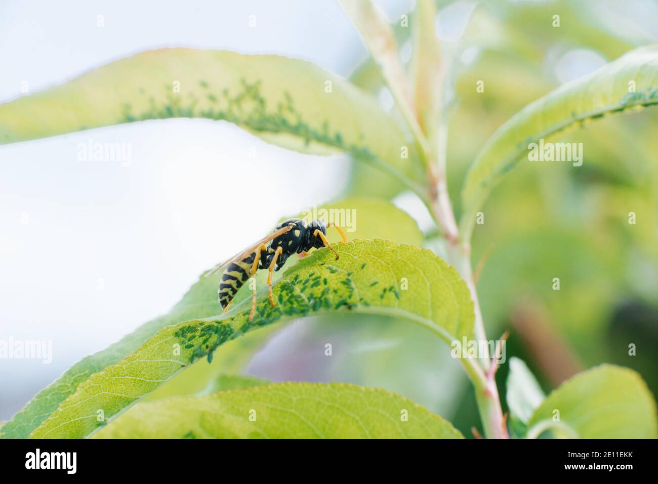 Wespe und Blattlaus auf einem Ast eines Gartenbaums, selektiver Fokus Stockfoto