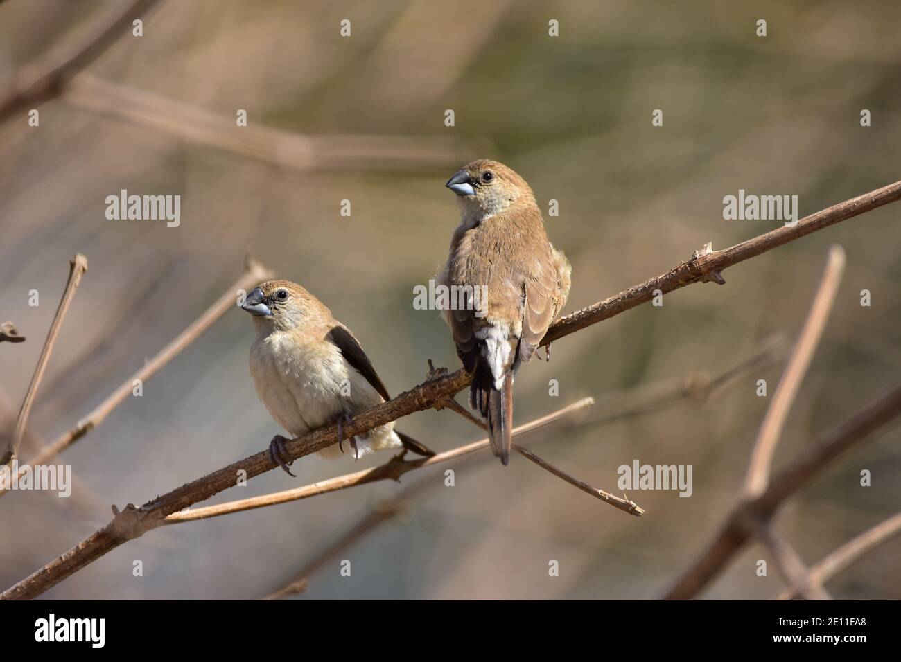Indischer Silberschnabel in Kuwait Stockfoto