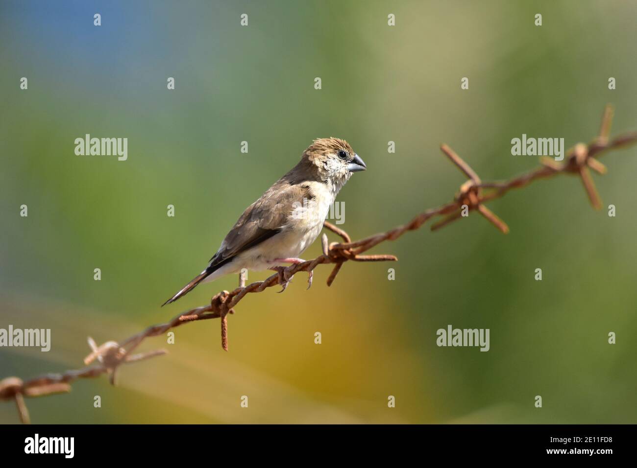 Indischer Silberschnabel in Kuwait Stockfoto