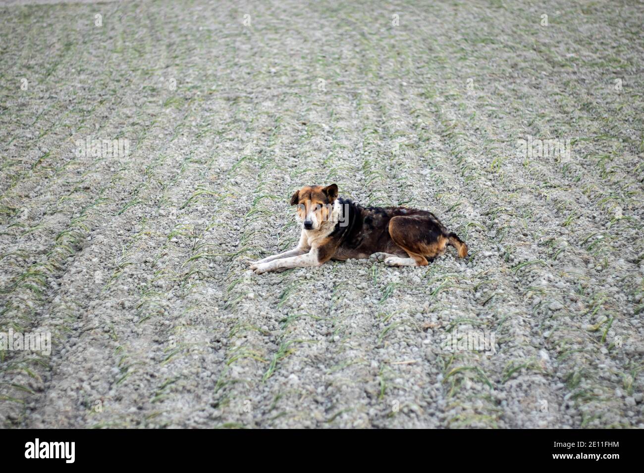 Ein Straßenhund, der auf dem Zwiebelfeld sitzt Stockfoto