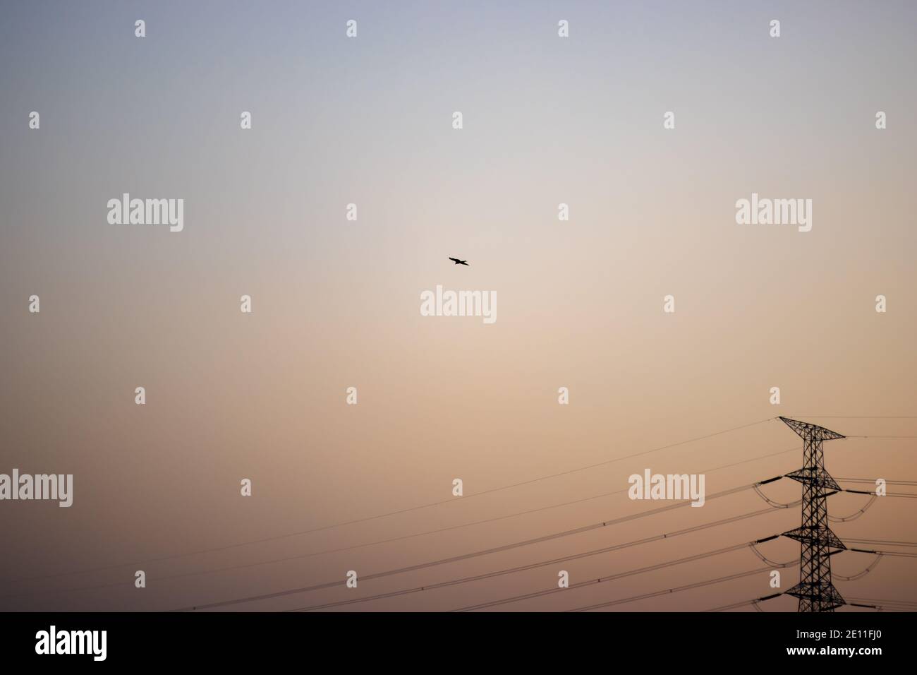 Ein Adler fliegt allein am Abend über dem Hochspannungsturm Stockfoto Ein Adler fliegt allein am Abend über dem Hochspannungsturm Stockfoto