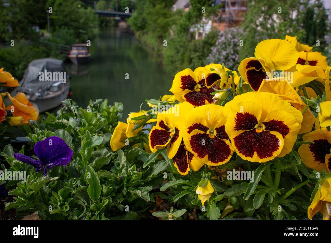 Frühlingsblumen - Garten Stiefmütterchen (Viola wittrockiana) - auf einer Brücke mit Blick auf einen kleinen Fluss und Berge In Süddeutschland Stockfoto