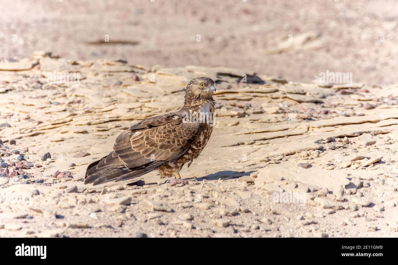 Europäische Wespenbussard, Pernis apivorus Stockfoto