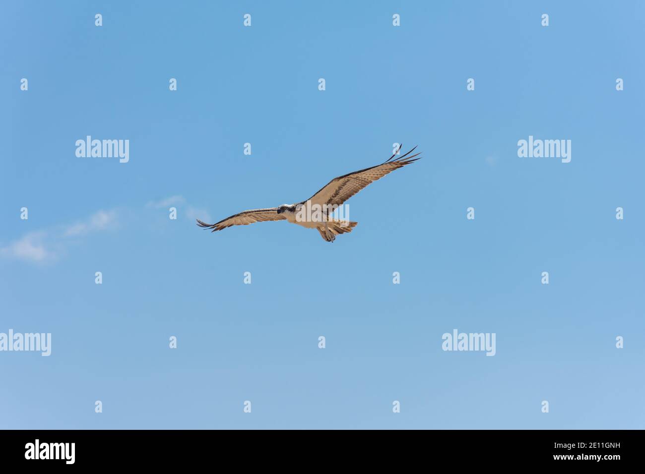 fischadler, Pandion haliaetus Stockfoto