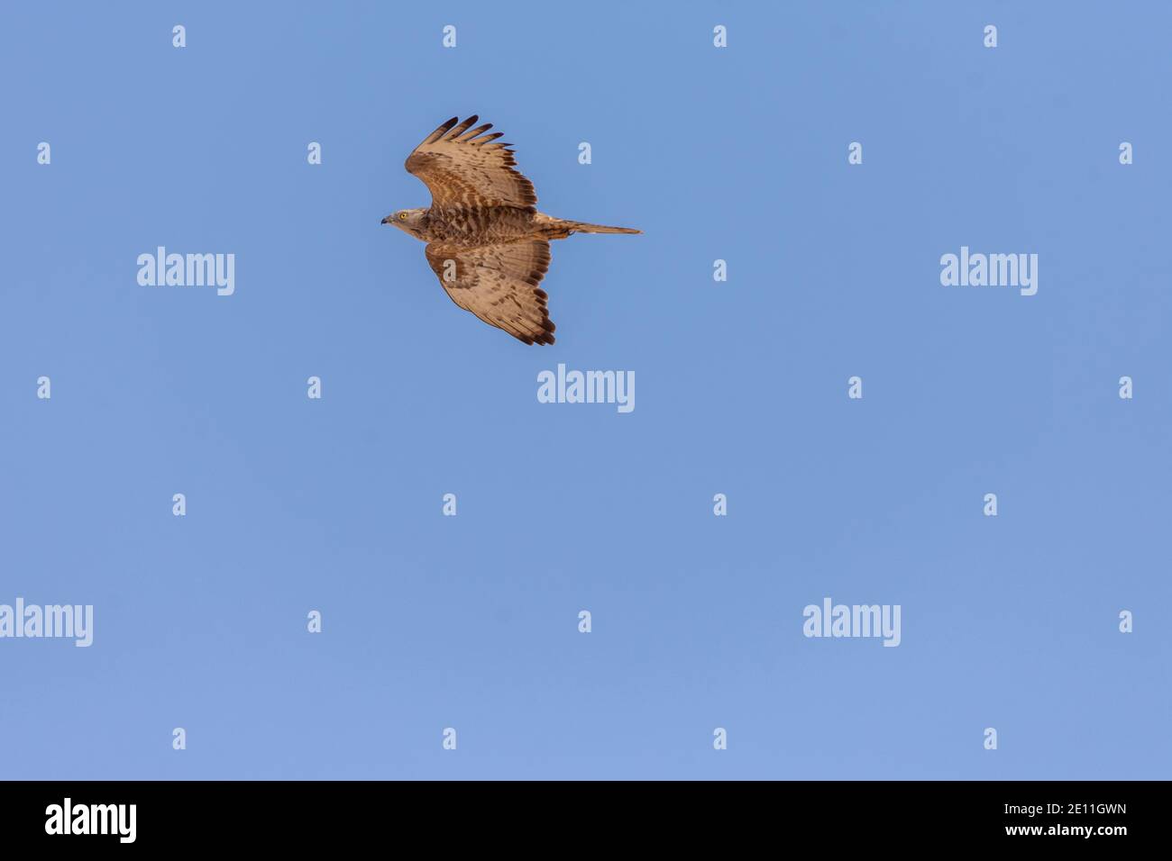 Europäische Wespenbussard, Pernis apivorus Stockfoto