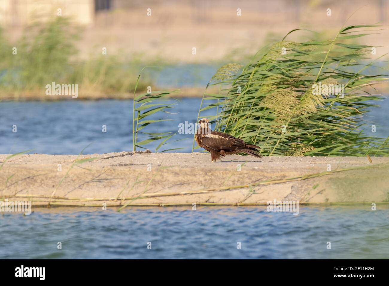 Rohrweihe Circus aeruginosus Stockfoto