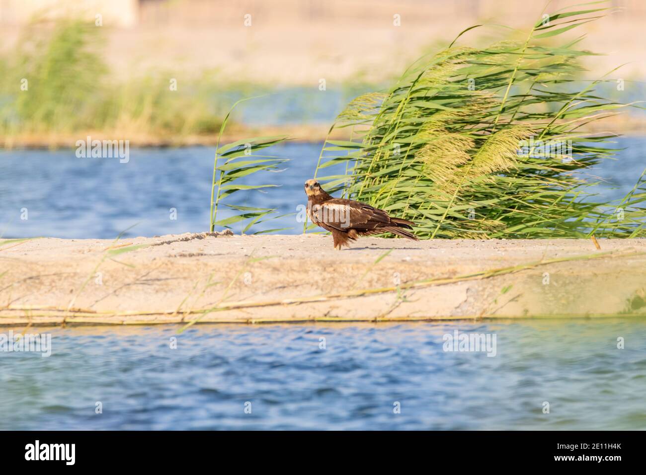 Rohrweihe Circus aeruginosus Stockfoto