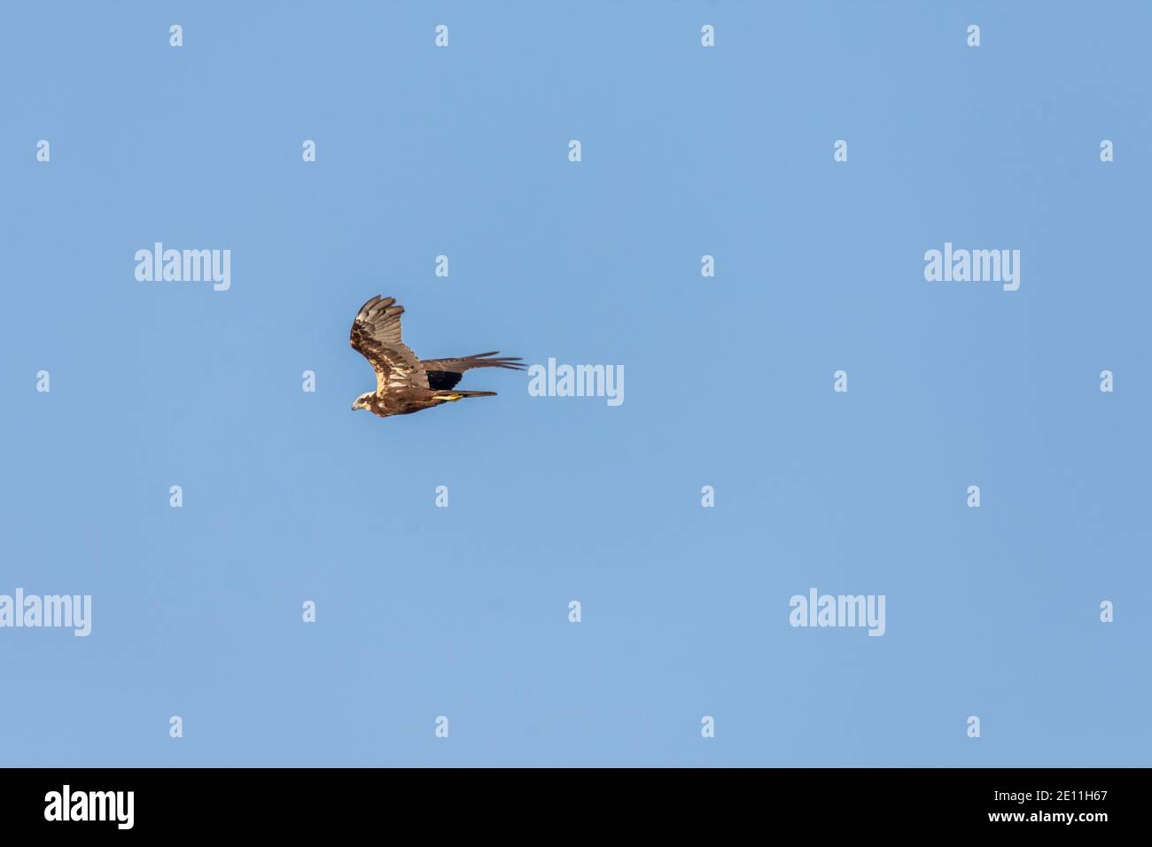 Rohrweihe Circus aeruginosus Stockfoto