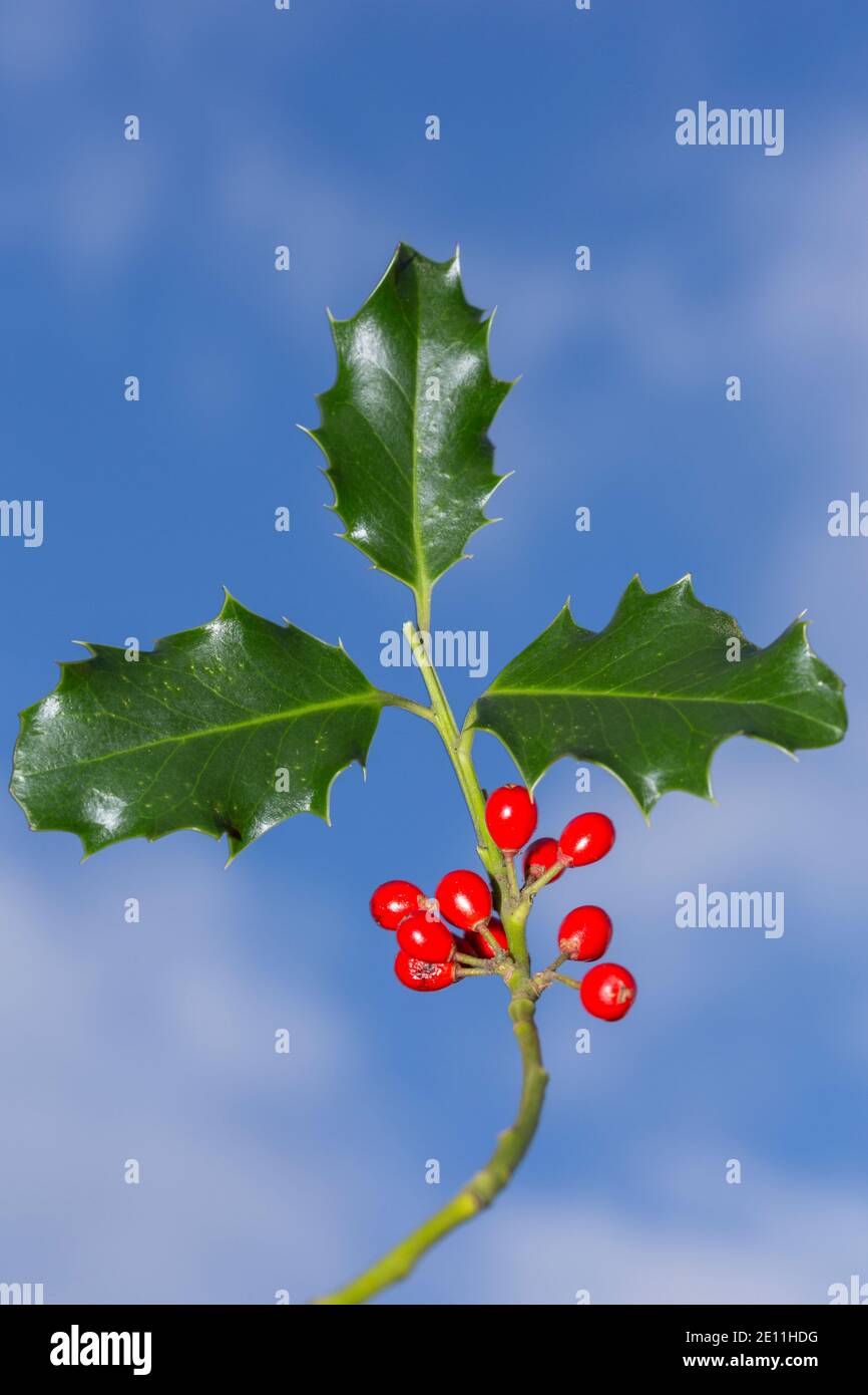Holly Blätter mit roten Beeren fotografiert gegen einen blauen Himmel im Winter. Suffolk, Großbritannien. Stockfoto