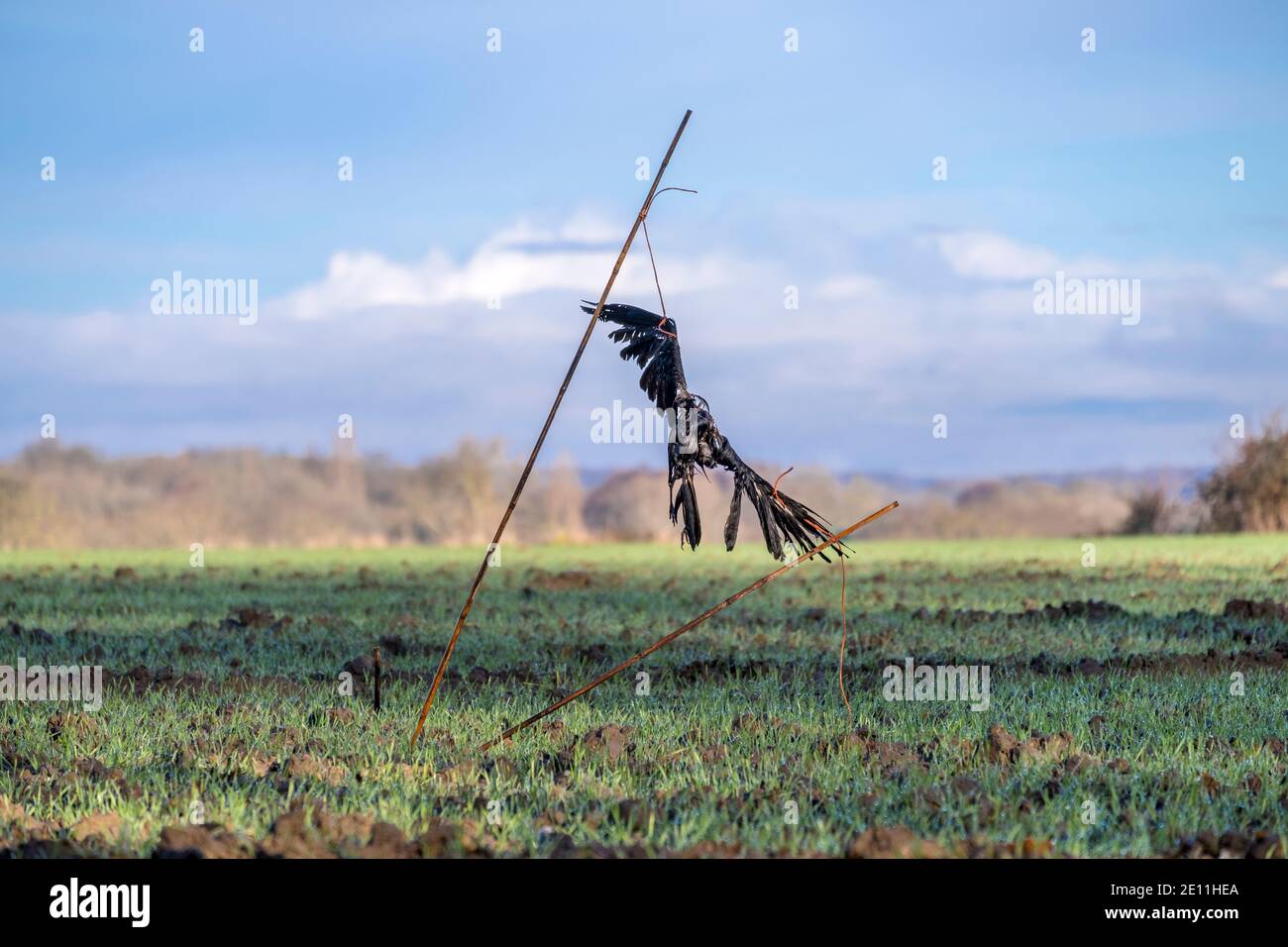 Eine tote Krähe wird auf einem traditionellen Bauernhof als Vogelscheuche verwendet, um andere Krähen zu warnen. Suffolk, England, Großbritannien. Stockfoto