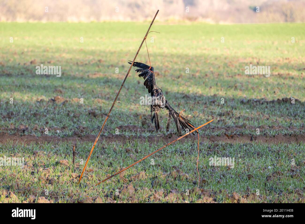 Eine tote Krähe als Vogelscheuche verwendet, um die Winterpflanzen zu schützen. Suffolk, Großbritannien. Stockfoto