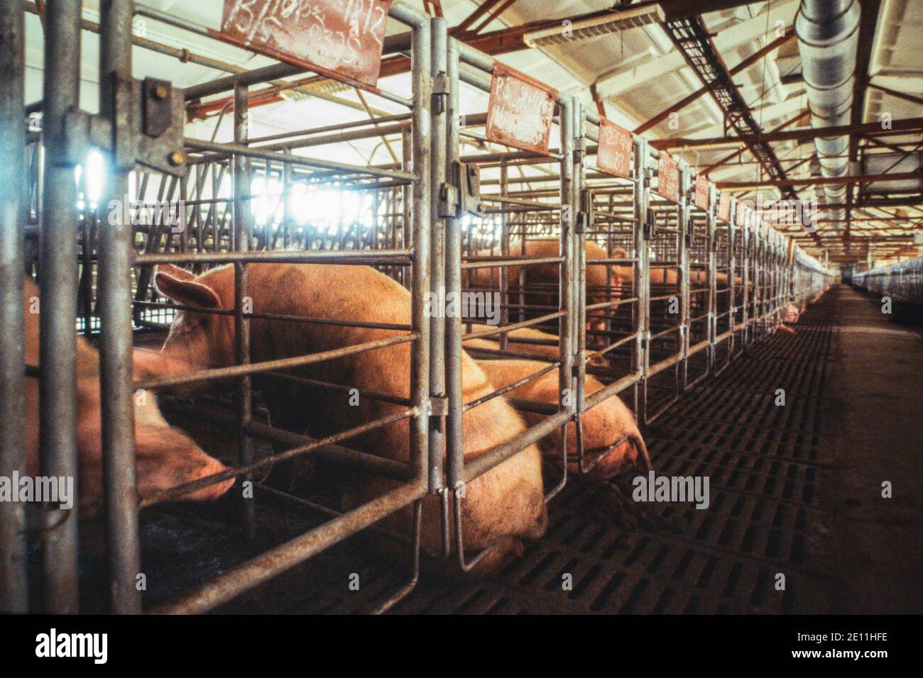 Schweine in Käfigen. Intensivhaltung in einer russischen Schweinehaltung, 1992. Stockfoto
