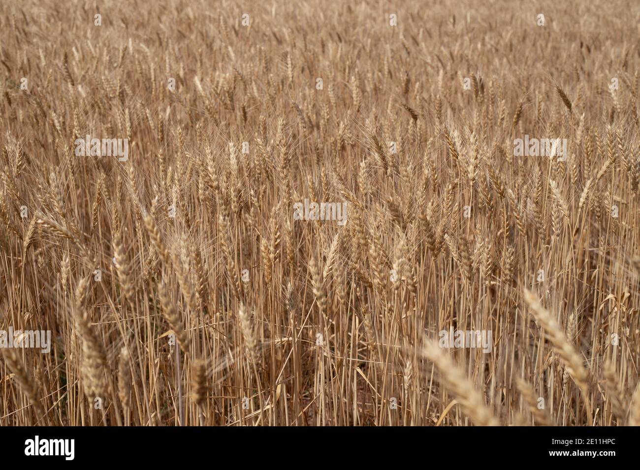 Hintergrund eines Weizenfeldes, reifen Stacheletts mit Samen wachsen in einem Feld in Südrussland, bereit Brot für die Ernte Stockfoto