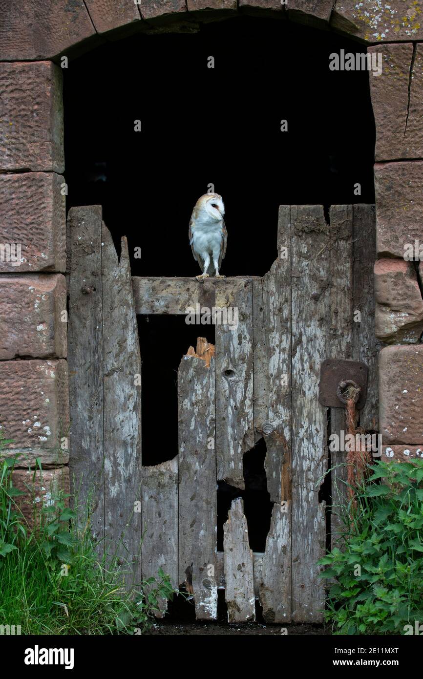 Scheune Owl Tyto alba auf einem zerbrochenen Holztor Am Eingang zu einem roten Stein Scheune unter genommen Kontrollierte Bedingungen (unverlierbar) Stockfoto