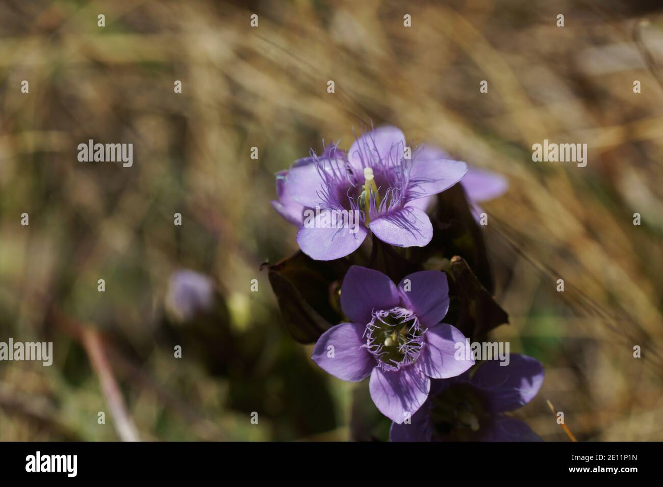 Gentiana caucasea, Gentiana caucasica, Gentiana marcowiczii, Gentianella caucasica. Archyz, Kaukasus-Gebirge, Groß-Kaukasus, Russland. Stockfoto