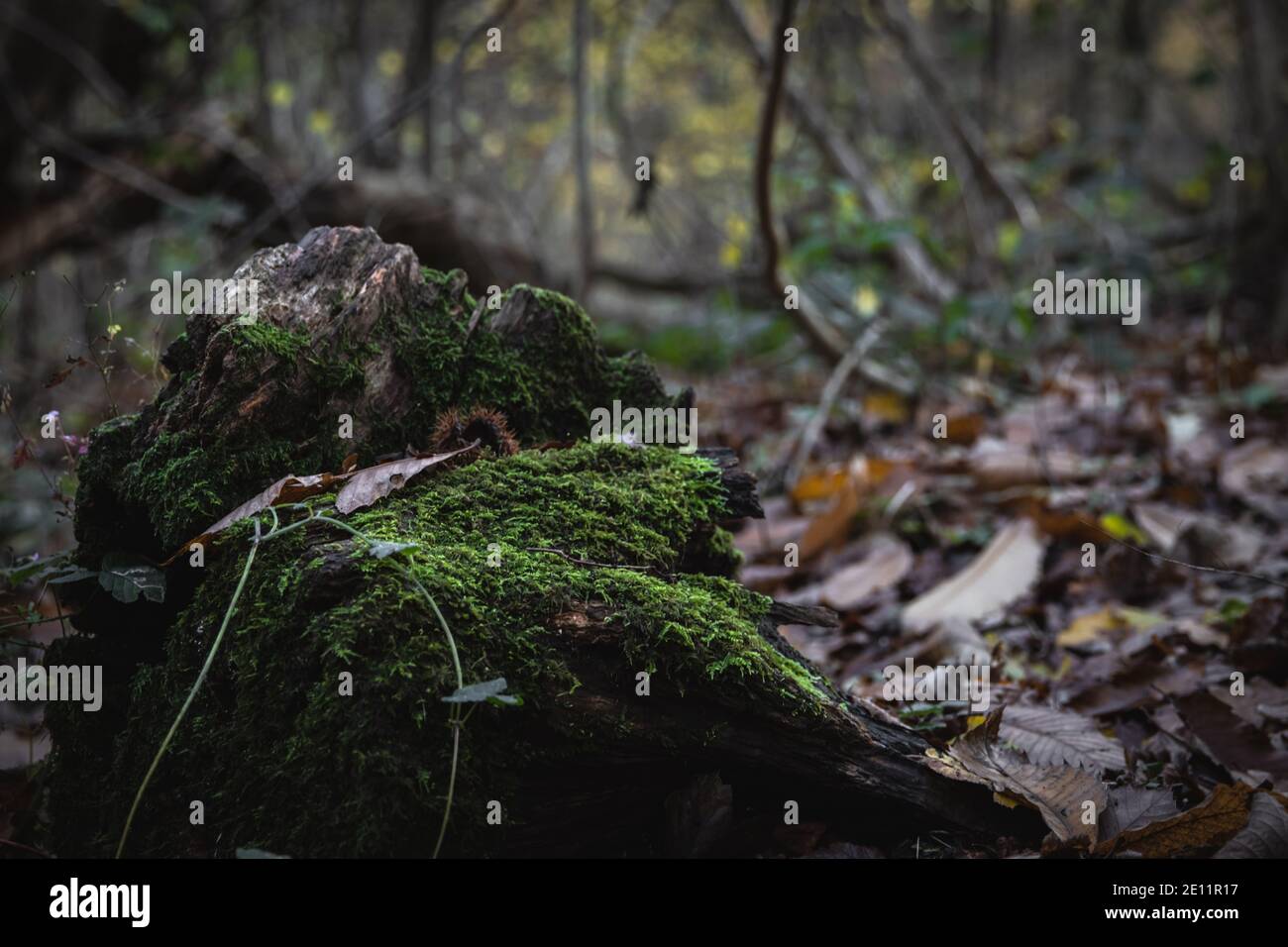 Schöne Nahaufnahme eines moosigen Steines auf einem Wald Spaziergang im Winter Stockfoto