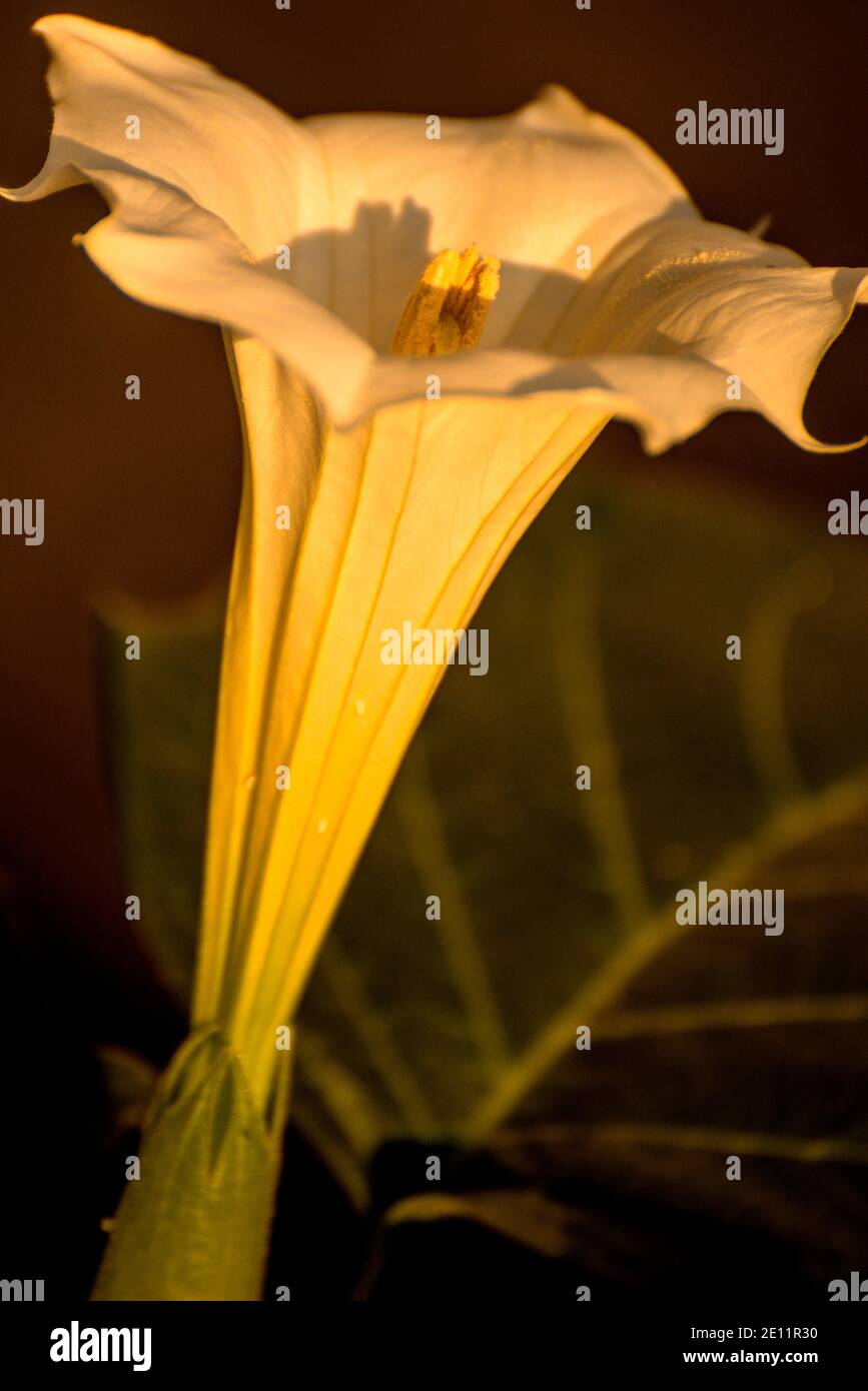 Datura Stramonium, Thorn-Apfel mit Blume Stockfoto