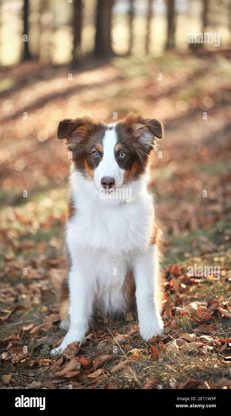 Ein halbjähriger aussie sitzt auf dem Waldweg, geringe Schärfentiefe Stockfoto Ein halbjähriger aussie sitzt auf dem Waldweg, geringe Schärfentiefe Stockfoto