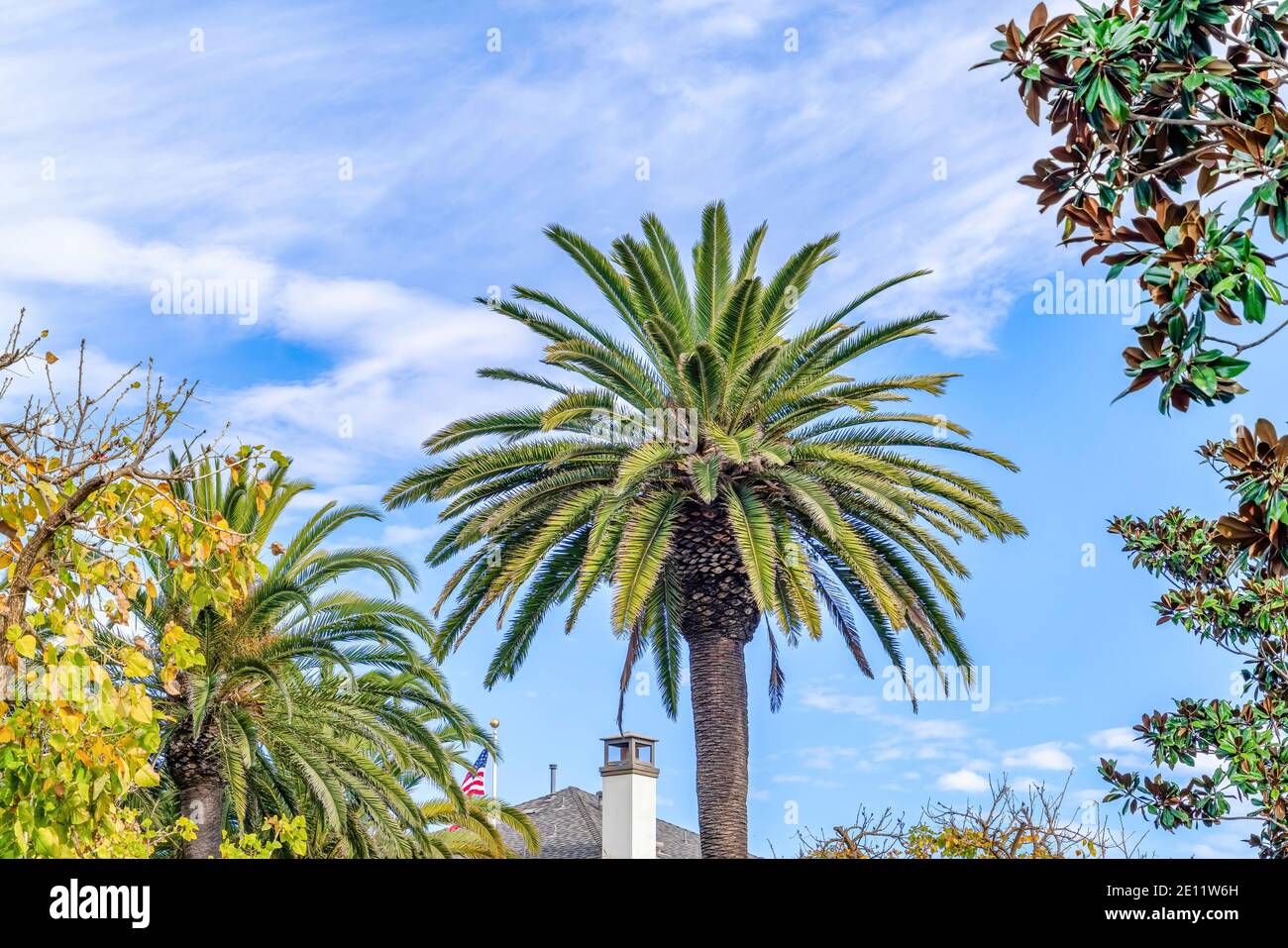 Palme mit üppig grünen Blättern in Huntington Beach Kalifornien Stockfoto