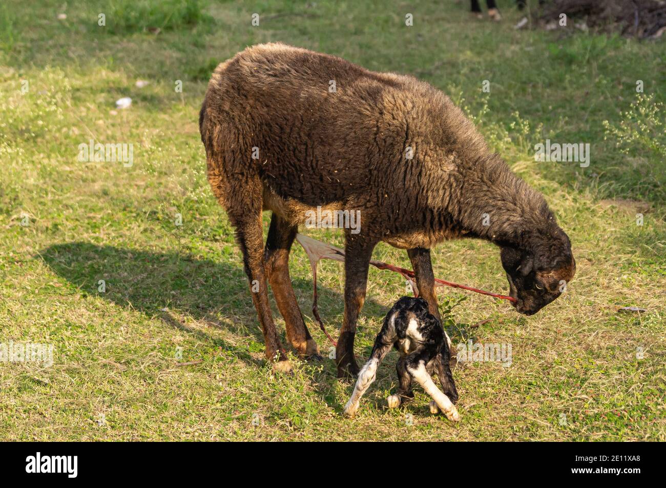 Hampi, Karnataka, Indien - 4. November 2013: Königliche Einschließung. Nahaufnahme der braunen Ziege, die gerade Geburt zu schwarz-weißen Lamm gab, kämpfen, um aufzustehen Stockfoto