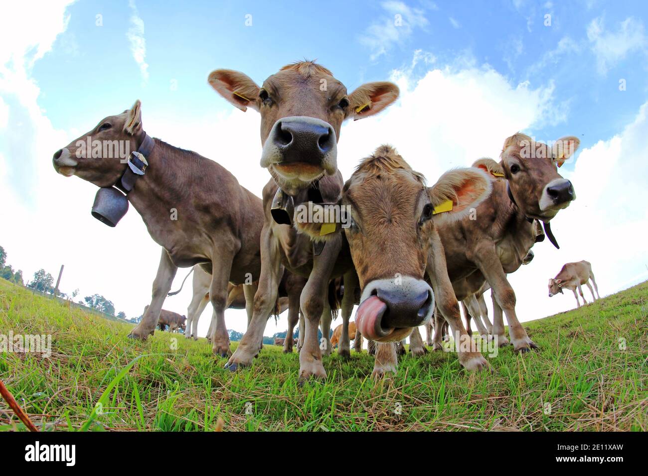 Junge neugierige braune, schwarze und weiße Rinder auf der Weide Stockfoto