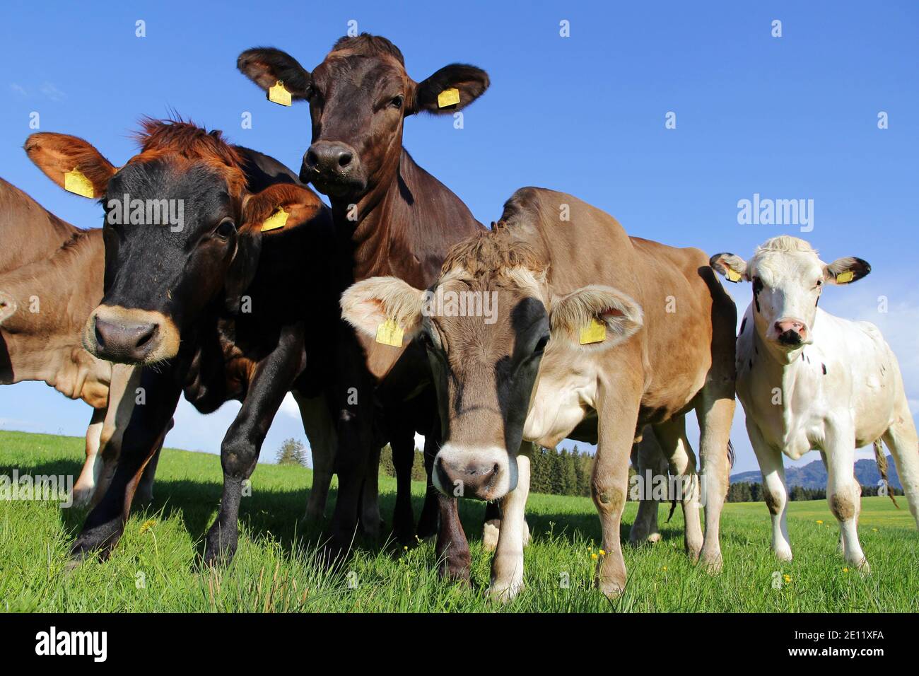 Junge neugierige braune, schwarze und weiße Rinder auf der Weide Stockfoto