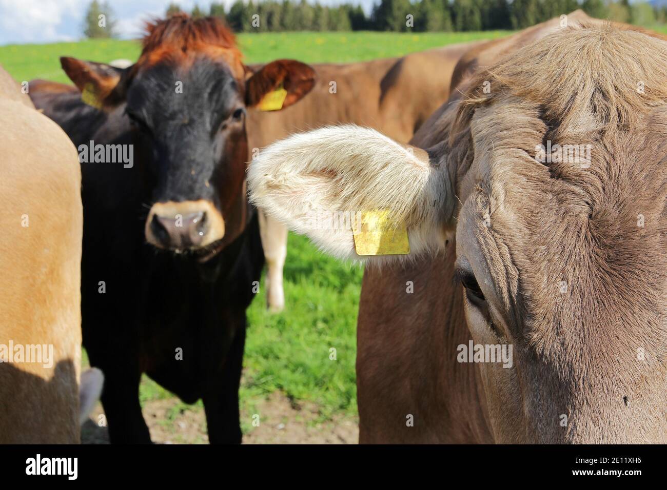Junge neugierige braune, schwarze und weiße Rinder auf der Weide Stockfoto