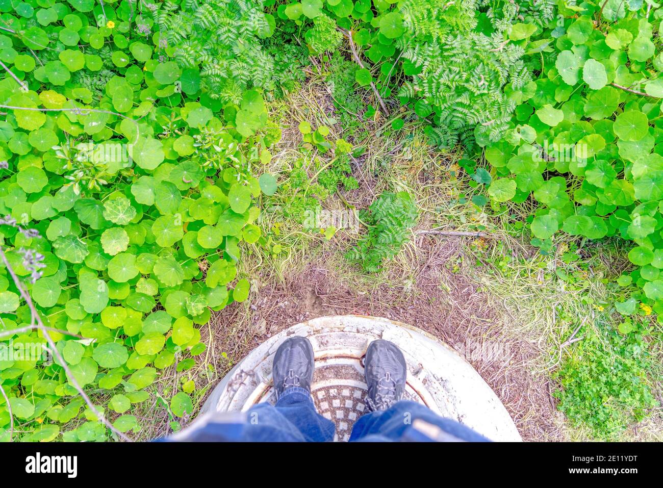 Luftaufnahme des Menschen auf Schachtabdeckung gegen Waldboden Mit wilden grünen Pflanzen Stockfoto