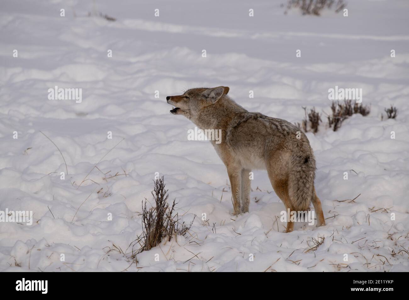 Coyote heult, Yellowstone Stockfoto