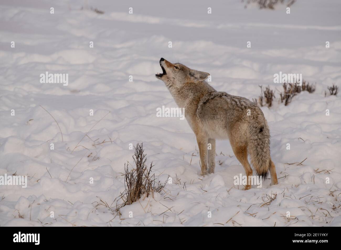 Coyote heult, Yellowstone Stockfoto