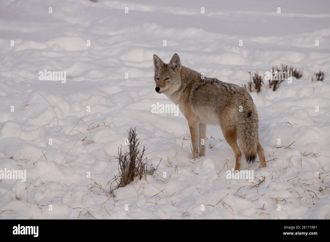 Coyote im Winter, Yellowstone Stockfoto