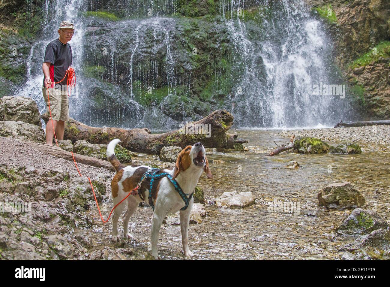 Beagle macht EINEN Spaziergang mit seinem Meister im Josefstaler Wasserfall In Oberbayern Stockfoto