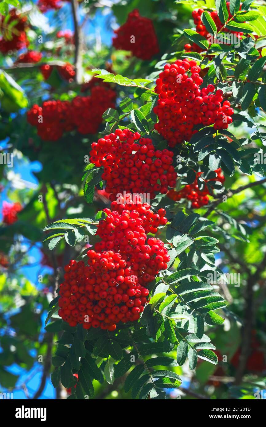 Ein amerikanischer Berg-Esche Baum (Sorbus americana) mit Trauben von roten Beeren, die auf den Zweigen herabfallen. Stockfoto