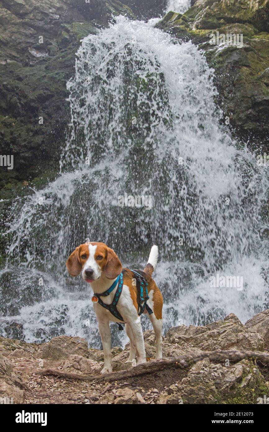 Beagle bei EINEM Spaziergang am Josefstaler Wasserfall in Oberösterreich Bayern Stockfoto