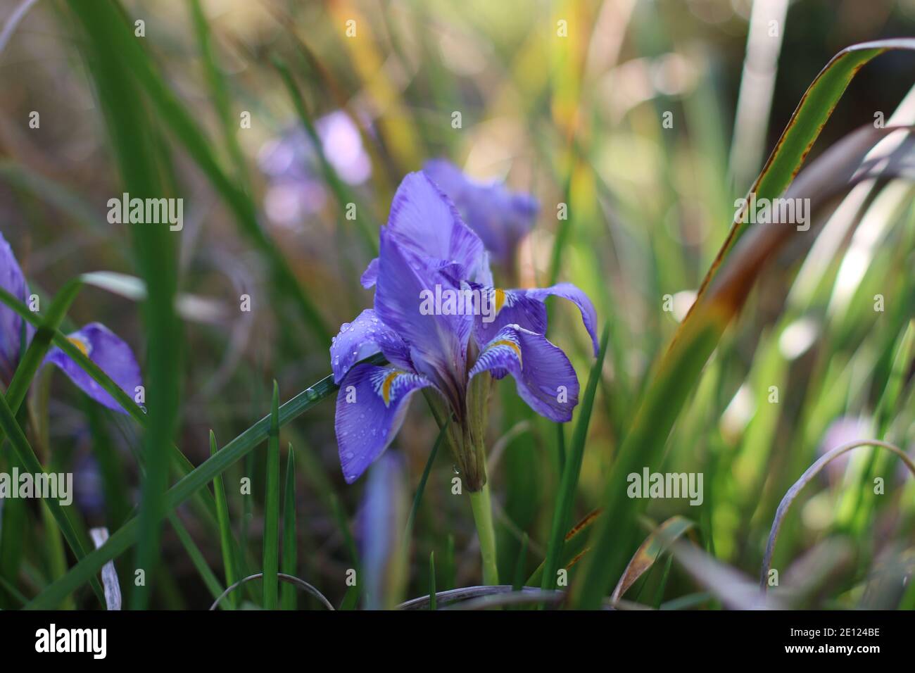 Schöne Iris im Garten nach einem Regen Stockfoto